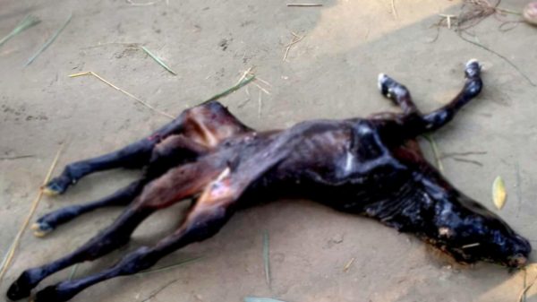 ছবি : নিউজ গ্রামবাংলা