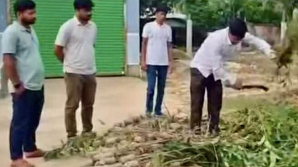 ঝিনাইগাতী বাজারে ইউএনও ও কৃষি কর্মকর্তারা নিষিদ্ধ আকাশমণি ও ইউক্যালিপটাস চারা ধ্বংস করছেন
