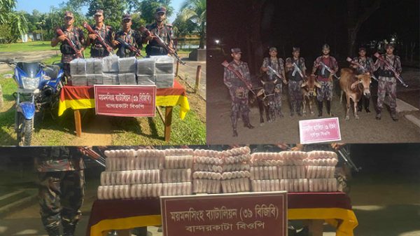 ময়মনসিংহ-শেরপুর সীমান্তে বিজিবির অভিযানে আটক হওয়া ভারতীয় গরু ও চোরাচালানী মালামাল।