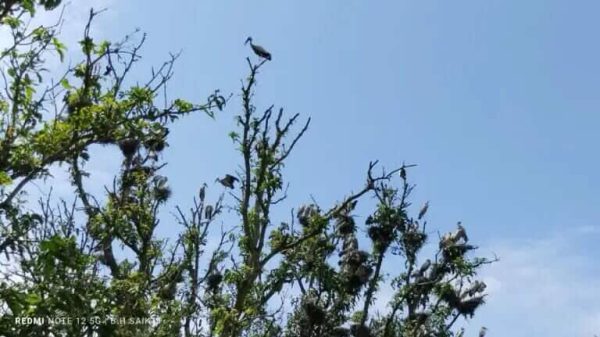 রাজশাহীর খোর্দ্দ বাউসা গ্রামে অতিথি পাখি—প্রকৃতিপ্রেমীদের চোখে ভরসা, অথচ অসাধুদের নিধনের শিকার।