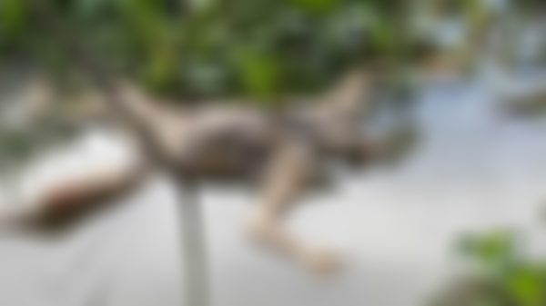 বাকেরগঞ্জে তুলাতলা নদী থেকে অজ্ঞাত নারীর লাশ উদ্ধারের ঘটনা