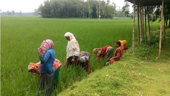 নীলফামারীর মাঠে ধান রোপণে ব্যস্ত নারী কৃষি শ্রমিকরা
