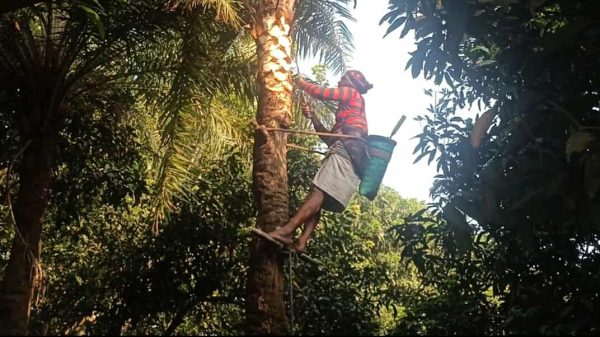 বাঘা উপজেলার এক গাছি খেজুর গাছে রস সংগ্রহের প্রস্তুতি নিচ্ছেন, পাশে সাজানো রসের হাঁড়ি।