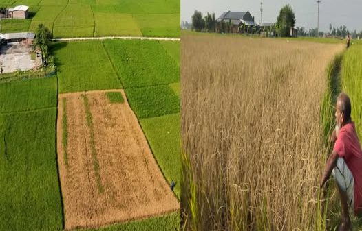 চিরিরবন্দর উপজেলার মহাদানী গ্রামের কৃষকের ধানক্ষেত পুড়ে গেছে, দৃশ্য সরজমিনে দেখা যাচ্ছে