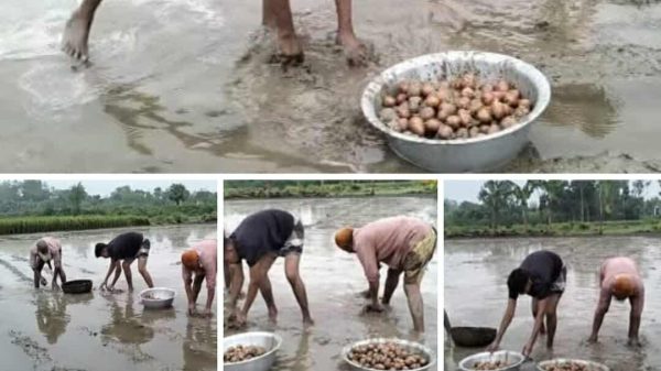 পাঁচবিবিতে অসময়ে বৃষ্টিতে পানিতে ডুবে যাওয়া আগাম আলুর ক্ষতিগ্রস্ত জমি