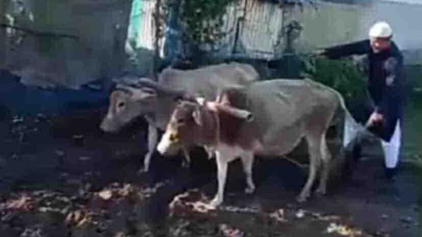 ময়মনসিংহের নান্দাইল উপজেলার একটি খোলা মাঠে সংসদ সদস্য পদপ্রার্থী অ্যাডভোকেট আ ক ম আনোয়ারুল ইসলাম চানকে ঐতিহ্যবাহী লাঙল ও গরু দিয়ে হাল চাষ করতে দেখা যাচ্ছে। তাঁর পরনে সাদা পোশাক এবং মুখে হাসি।