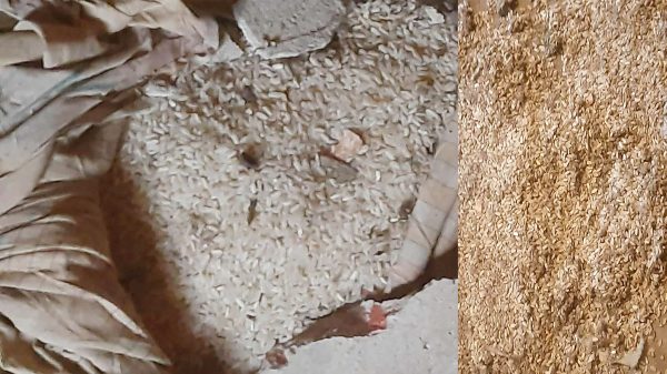 গাইবান্ধার পলাশবাড়ীতে বিদ্যালয়ের শ্রেণিকক্ষে স্তুপ করা নষ্ট চালের বস্তা