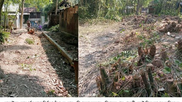 নান্দাইলের রামজীবনপুর গ্রামে হামলায় ক্ষতিগ্রস্ত পরিবারের বসতবাড়ি ও কাটা গাছপালা — ছবি: স্থানীয় প্রতিনিধি