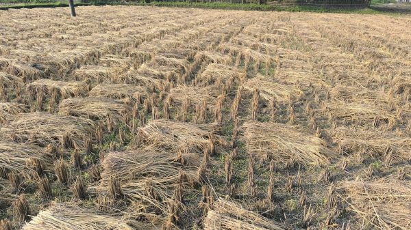 ডিমলায় আমন ধানের ক্ষেতের পাকা শীষ ও বাম্পার ফলনে আনন্দিত কৃষকের দৃশ্য