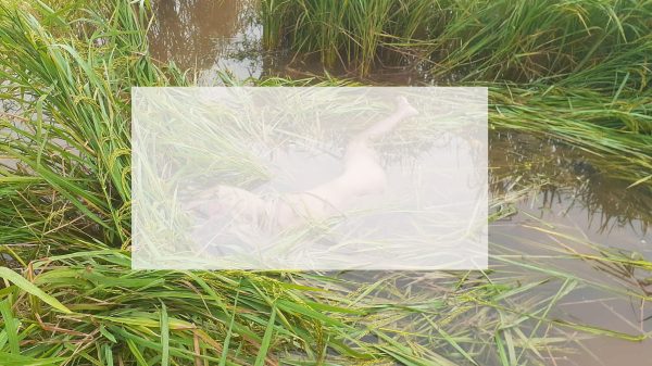 রাণীনগর হরিপুর এলাকায় ধানক্ষেতে যুবকের লাশ উদ্ধার করার স্থান, পুলিশ ও স্থানীয় লোকজন উপস্থিত