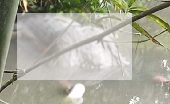 চিরিরবন্দর থানার পুলিশ সদস্যরা পুকুর থেকে ভাসমান অজ্ঞাত ব্যক্তির মরদেহ উদ্ধার করছে — স্থানীয়দের ভিড়